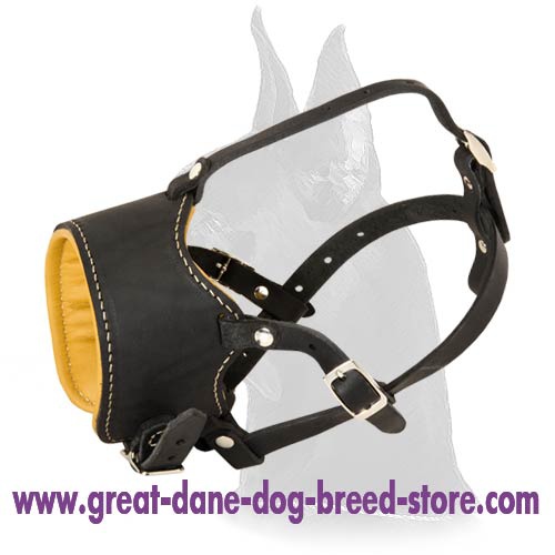 Everyday Padded Leather Muzzle for Great Dane