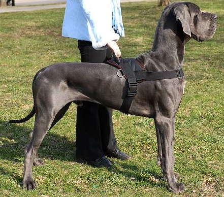 Nylon Multipurpose Harness for Great Dane Great Dane Breed Dog Harness Great Dane Dog Muzzle Great Dane Dog Collar Dog Leash 2024 BUY NOW