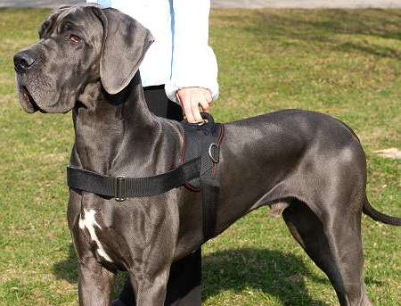 Nylon Dog harness with handle for dog training Great Dane