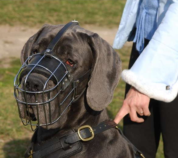 Gerat Dane wire basket dog muzzle