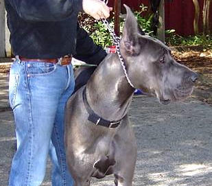 great dane training collar