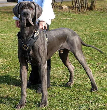 Great Dane dog harness for walking