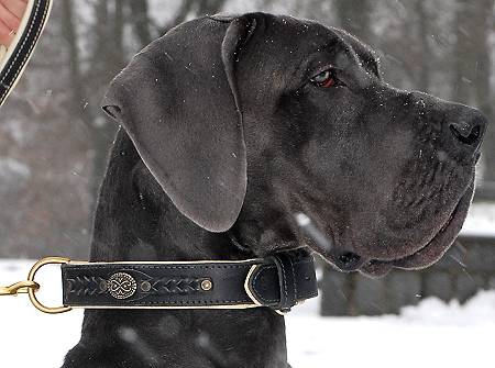 Leather dog collar for Great Dane