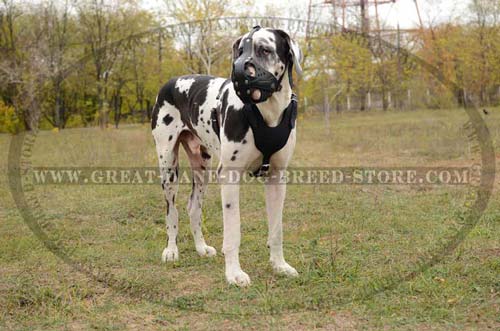 Great Dane Leather Muzzle with free air flow