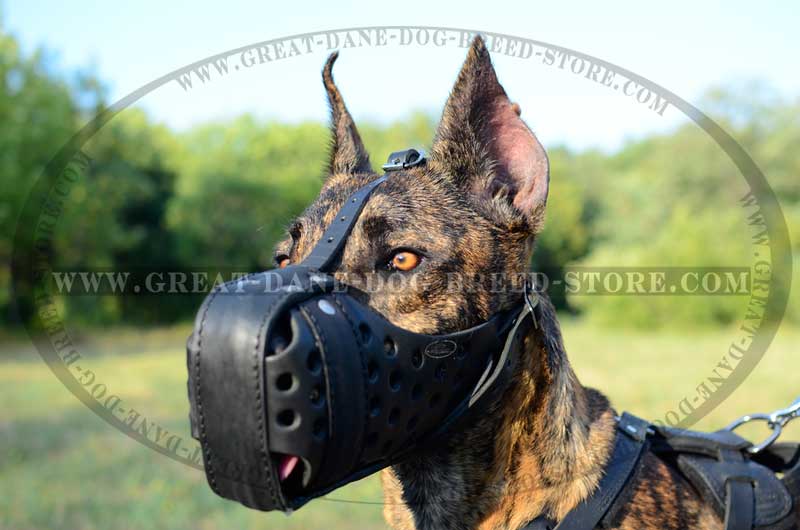 Great dane muzzle sale