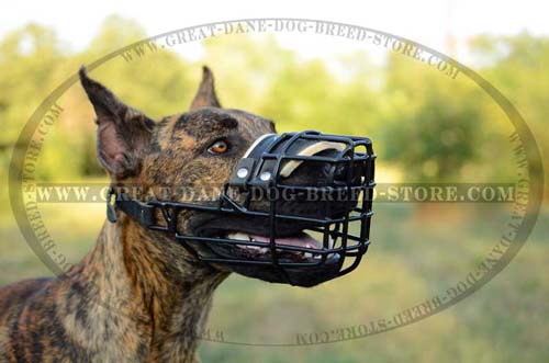 Wire Cage Dane Muzzle