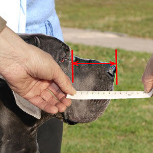 How to measure your Great Dane