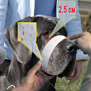 How to size your Great Dane