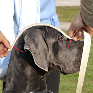 How to measure your Great Dane