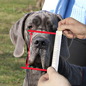 How to measure your pet