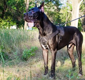 Great Dane. Standard of the breed