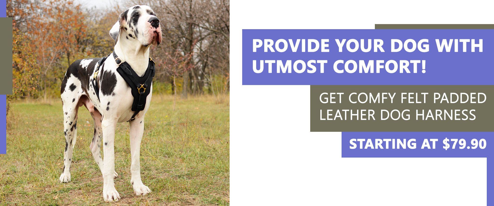 Great Dane harness, Great Dane dog muzzle, Great Dane dog collar, Dog